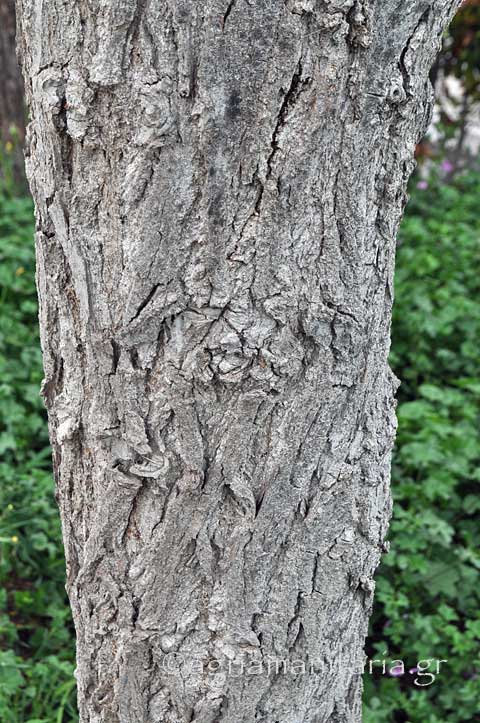 Populus nigra Μαύρη λεύκα Καβάκι κορμος