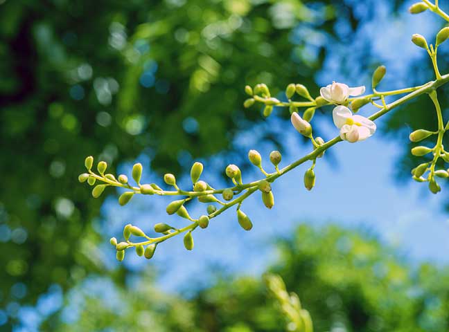 Styphnolobium japonicum Σοφόρα η ιαπωνική λουλουδι