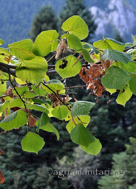 Tilia platyphyllos Τίλιο η πλατύφυλλος φυλλα καρπος