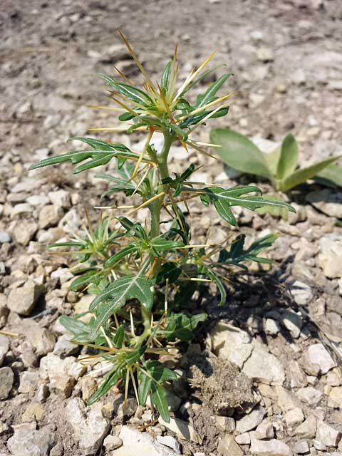 Xanthium spinosum Ασπράγκαθο φυτο
