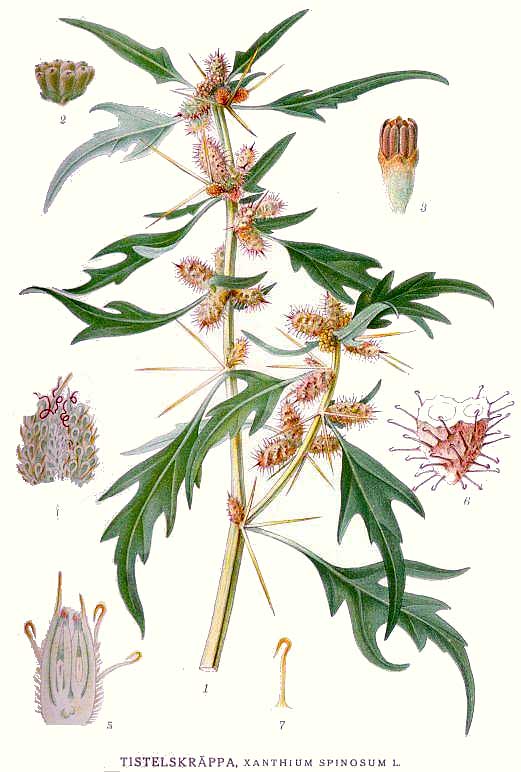 Xanthium spinosum Ασπράγκαθο illustration