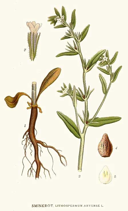 Buglossoides arvensis Λιθόσπερμο των αγρών illustration