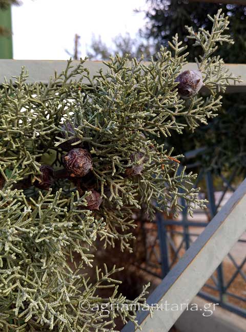 Cupressus arizonica Κυπαρίσσι της Αριζόνας κωνος φυλλα