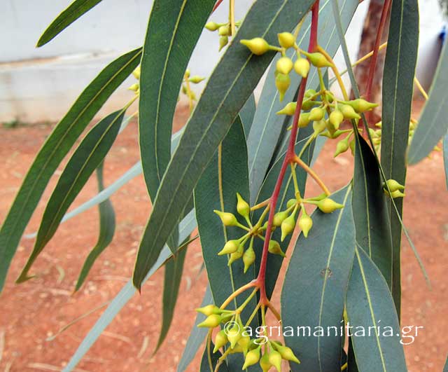 Eucalyptus camaldulensis Ευκάλυπτος του Καμαλντόλι καρπος φυλλα