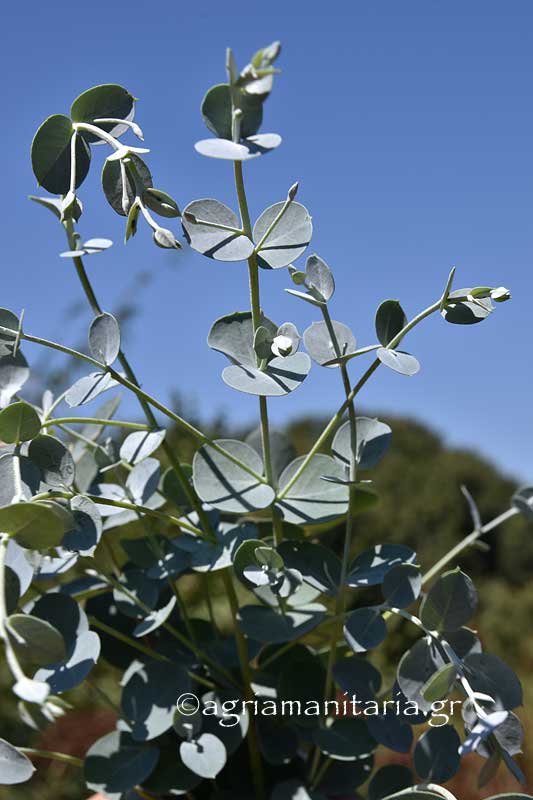 Eucalyptus gunnii Ευκάλυπτος Γκούννι φυλλα νεαρα