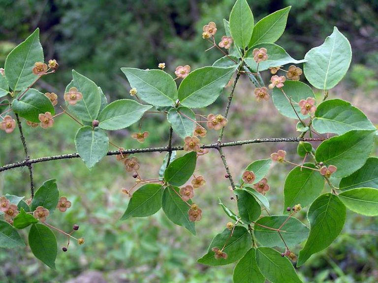 Euonymus verrucosus Ευώνυμος ο τυλώδης ανθος φυλλα