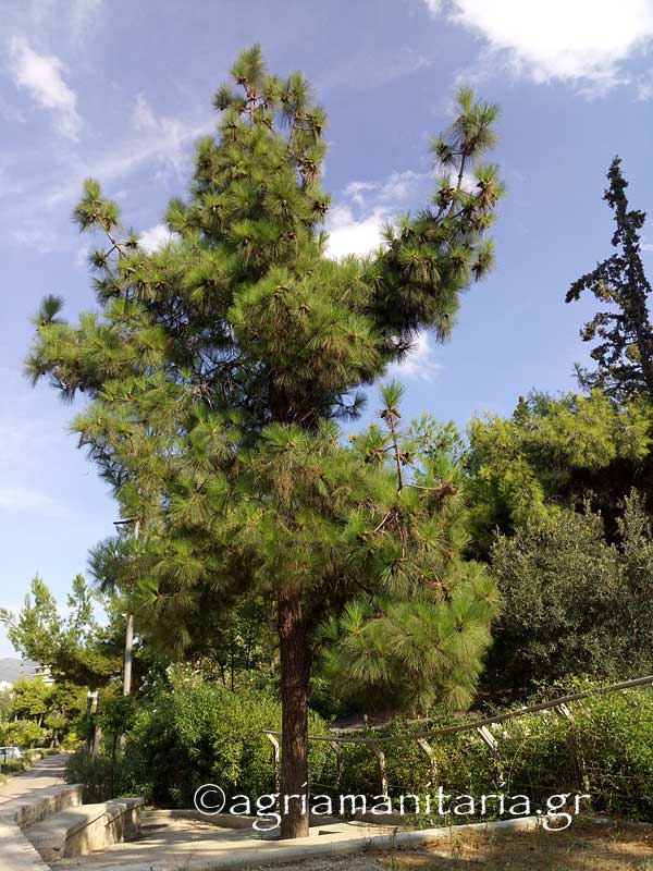 Pinus canariensis Πεύκο των Καναρίων νήσων γενικη
