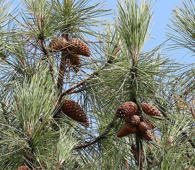 Pinus pinaster Παραθαλάσσιο καρπος