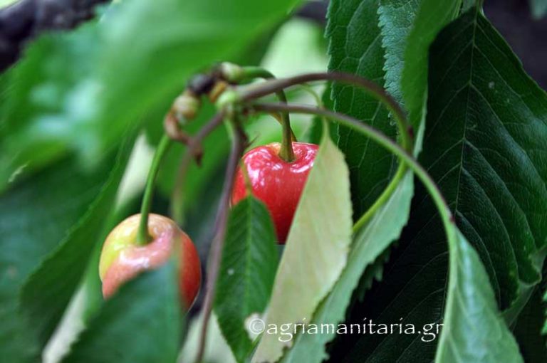 Prunus avium Αγριοκερασιά καρπος