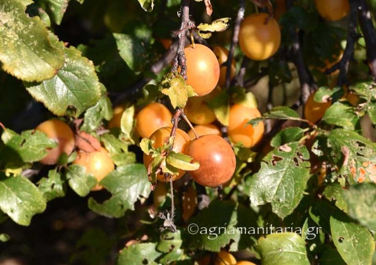 Prunus cocomilia Αγριοκορομηλιά καρπος