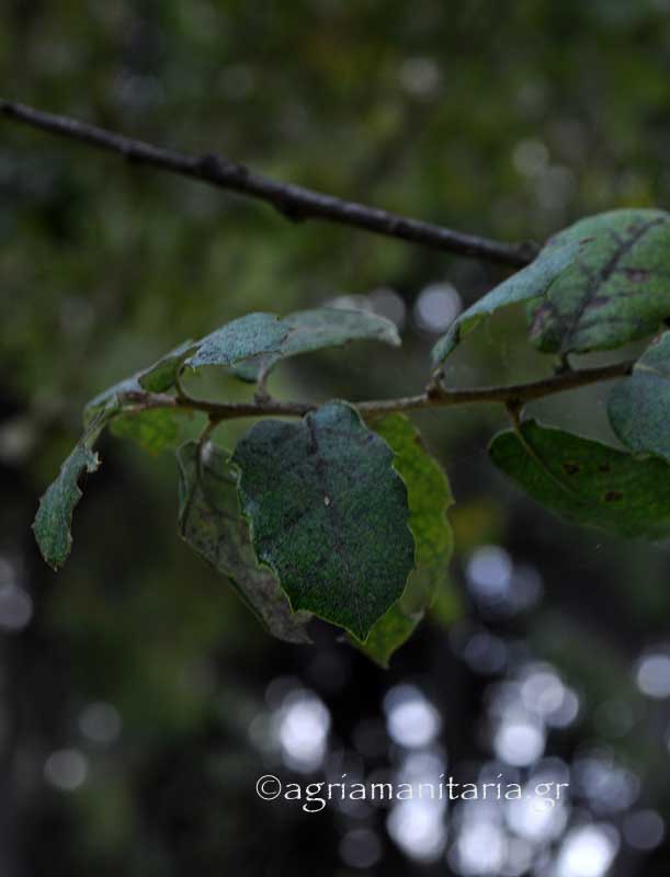 Quercus suber Δρυς η φελλοφόρος φυλλα