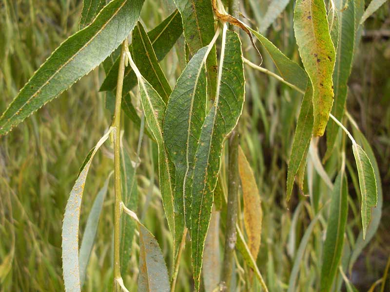 Salix alba Ασημοϊτιά φυλλα