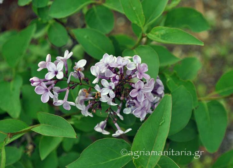 Syringa vulgaris Πασχαλιά ανθος φυλλα