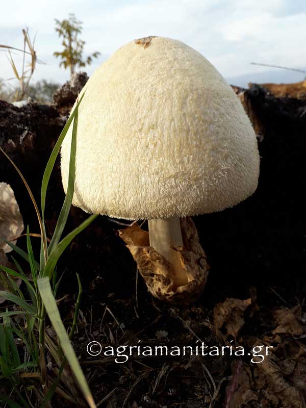 Volvariella bombycina μανιταρι καπέλο