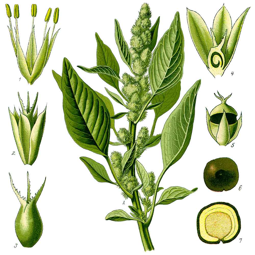Amaranthus retroflexus Αγριό βλητο illustration