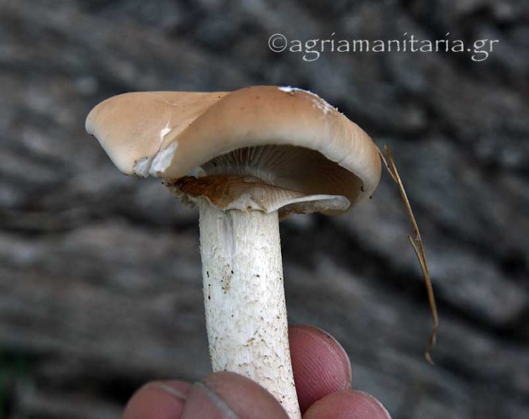 Cyclocybe cylindracea δακτυλιδι