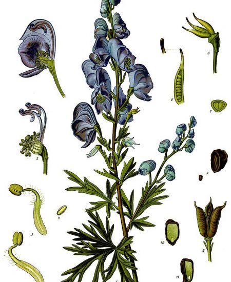 Aconitum-napellus-Ακόνιτο-το-νάπελο-Στριγλοβότανο-illustration