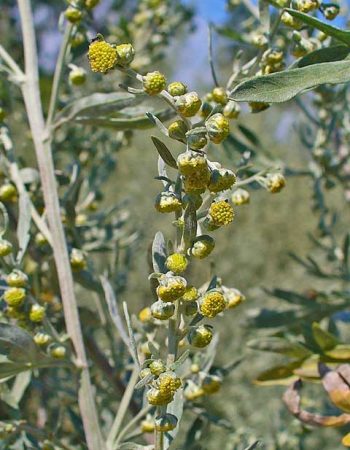 Artemisia absinthium Αψιθιά Αρτεμισία