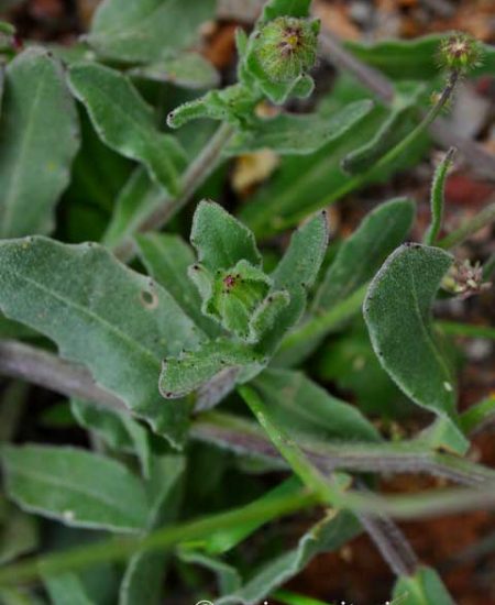 Calendula-arvensis-Καλεντούλα-η-άγρια-3