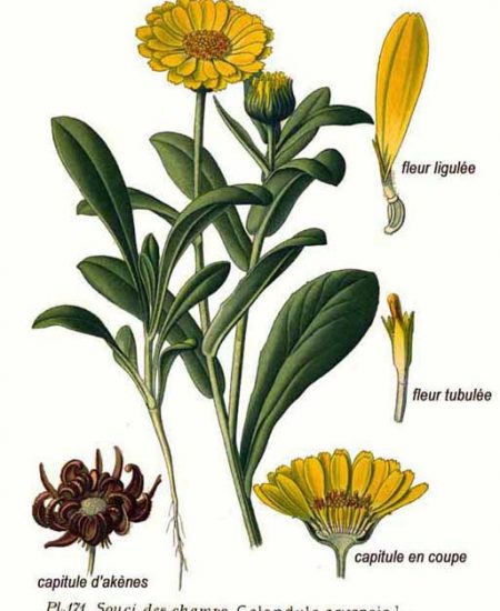 Calendula-arvensis-Καλεντούλα-η-άγρια-illustration