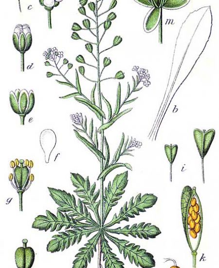 Capsella-bursa-pastoris-Αγριοκάρδαμο-Αγριοκαρδαμούρα-Καψέλλα-illustration
