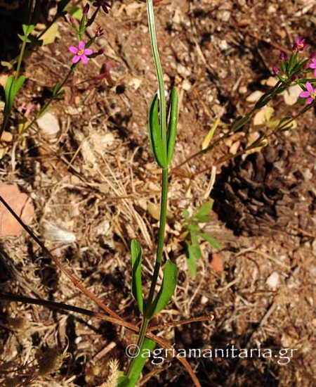 Centaurium erythraea Κενταύριο Ερυθραία
