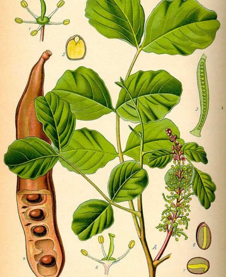 Ceratonia-siliqua-Illustration