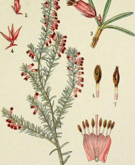 Erica herbacea Ρείκι χλοώδες