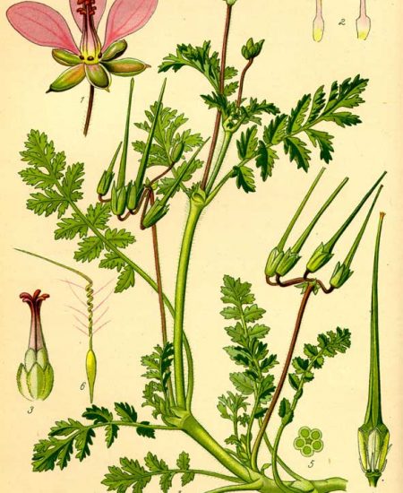 Erodium cicutarium Καλόγερος Ερωδιός Xτενάκι