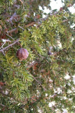 Juniperus drupacea Δενδρόκεδρο Δρυπώδης άρκευθος
