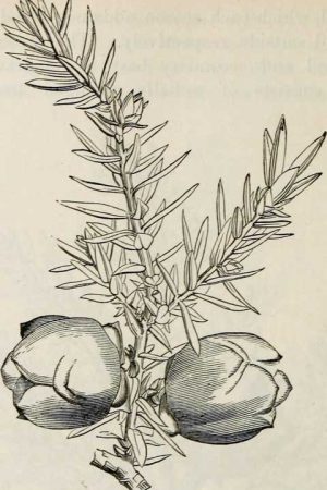 Juniperus drupacea Δενδρόκεδρο Δρυπώδης άρκευθος