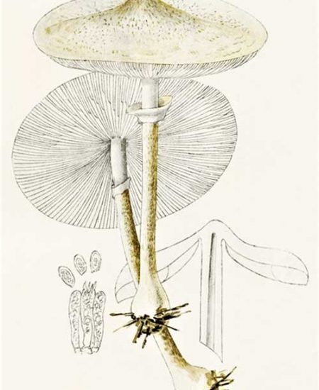 Macrolepiota -mastoidea-illustration