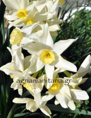 Narcissus tazetta Άγριος νάρκισσος