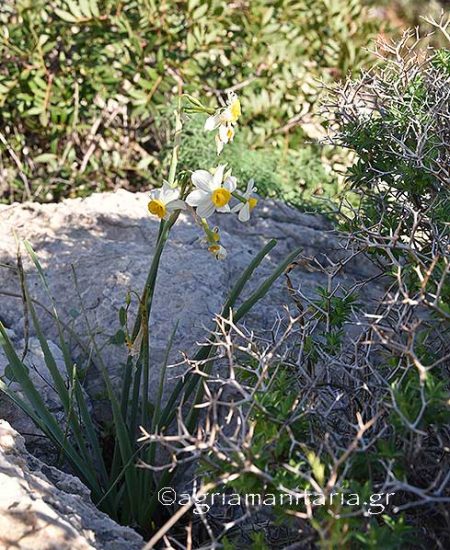 Narcissus tazetta Άγριος νάρκισσος