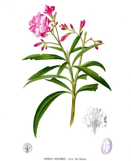 Nerium oleander Πικροδάφνη Νήριον