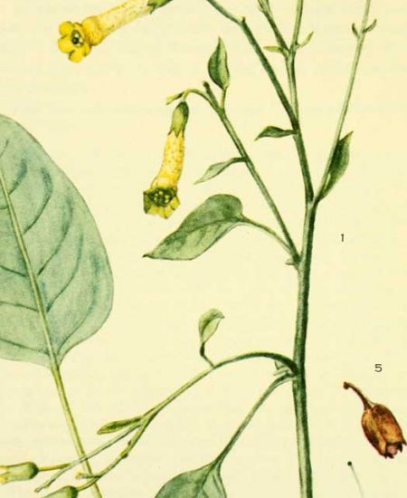 Nicotiana-glauca-Αγριοκαπνός-Νικοτιανή-η-γλαύκη-illustration