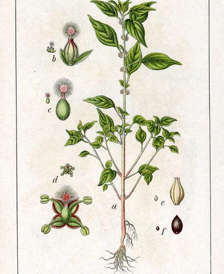 Parietaria officinalis Περδικάκι