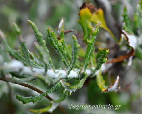 Phagnalon rupestre subsp. graecum