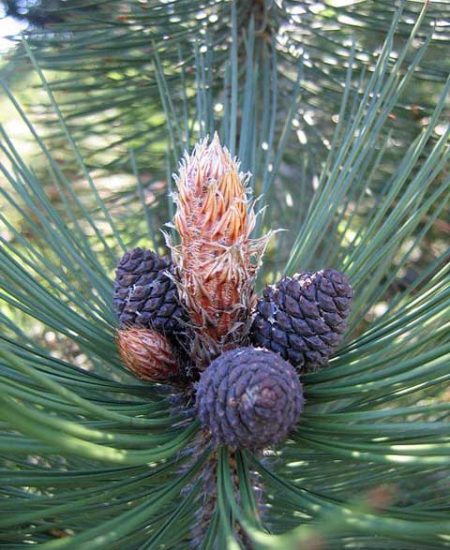 Pinus heldreichii Ρόμπολο