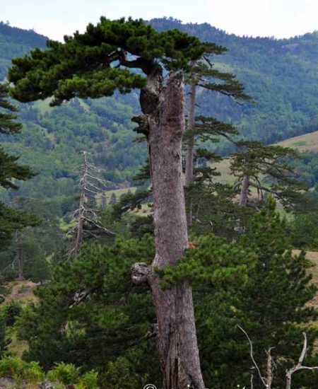 Pinus heldreichii Ρόμπολο