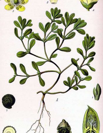 Portulaca-oleracea-Αντράκλα-Γλυστρίδα-Illustration