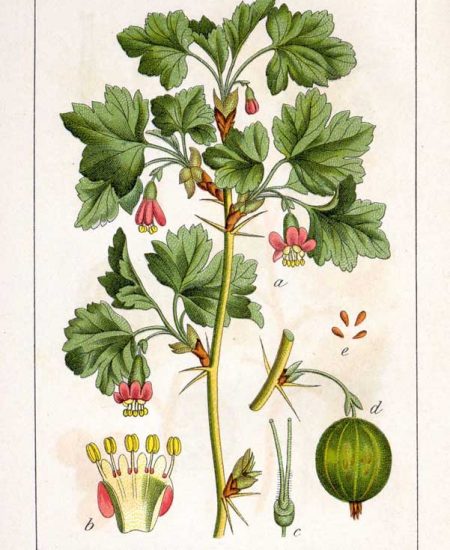 Ribes uva-crispa Λαγοκέρασο