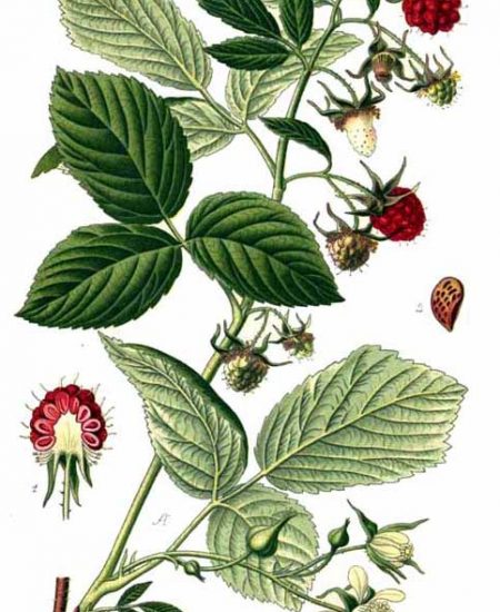 Rubus idaeus Σμέουρο