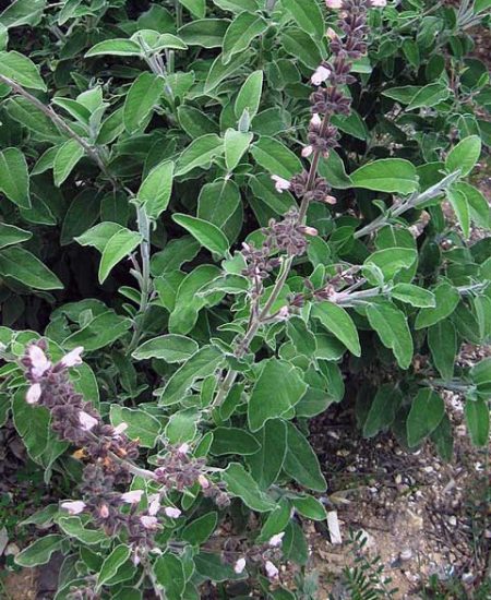 Salvia fruticosa Αλιφασκιά Φασκόμηλο το Ελληνικό