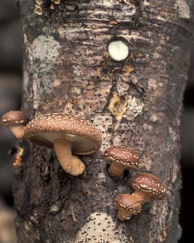 Shiitake-mushrooms-Lentinula-edodes-1