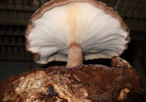 Shiitake-mushrooms-Lentinula-edodes-2