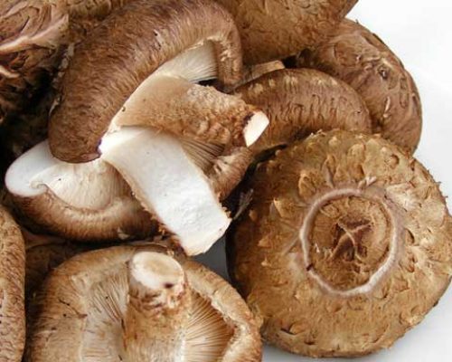 Shiitake-mushrooms-Lentinula-edodes-4