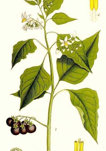 Solanum-nigrum-Στύφνος-Αγριοντοματιά-illustration