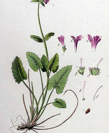 Stachys Officinalis Μπετόνικα Βετονική illustration