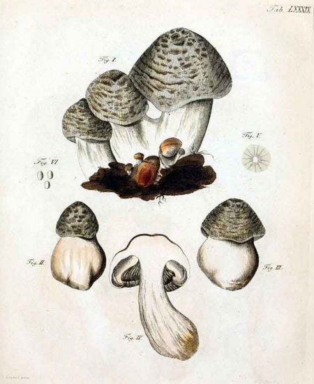 Tricholoma pardinum illustration